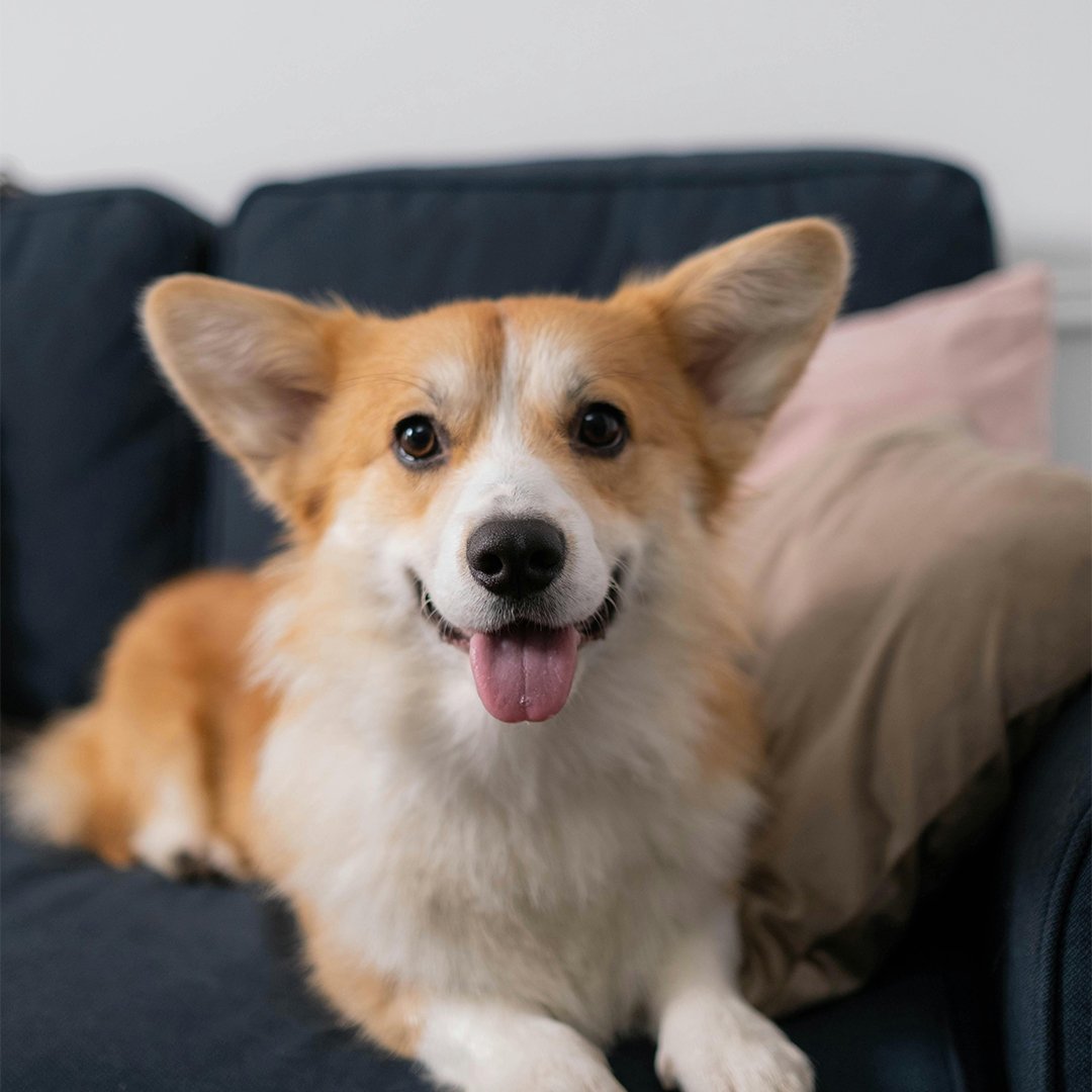 Home-Pet-photography